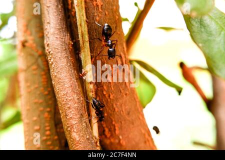 Eine Nahaufnahme von schwarzen Ameisen auf Baum auf der Suche nach Nahrung Stockfoto