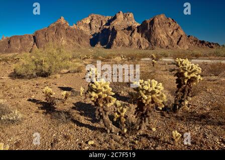 KOFA Berge in der Sonoran Wüste, Teddybären Cholla im Vordergrund, Palm Canyon Eröffnung im Zentrum, Kofa National Wildlife Refuge, Arizona, USA Stockfoto