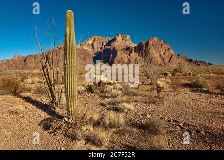 KOFA Mtns in Sonoran Desert, saguaro, ocotillos und Teddybären Chollas, Palm Canyon Eröffnung im Zentrum, Kofa National Wildlife Refuge, Arizona, USA Stockfoto