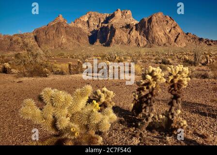 KOFA Berge in der Sonoran Wüste, Teddybären Cholla im Vordergrund, Palm Canyon Eröffnung im Zentrum, Kofa National Wildlife Refuge, Arizona, USA Stockfoto