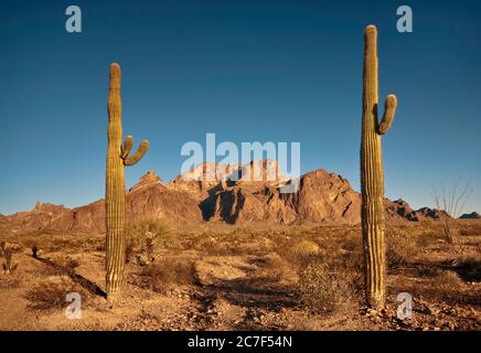 KOFA Berge in der Sonoran Wüste, Saguaros im Vordergrund, Palm Canyon Eröffnung im Zentrum, Kofa National Wildlife Refuge, Arizona, USA Stockfoto