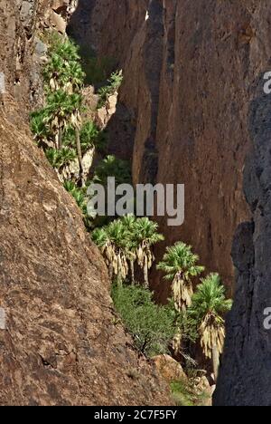 California Fan Palms im Palm Canyon im Kofa National Wildlife Refuge, Arizona, USA Stockfoto