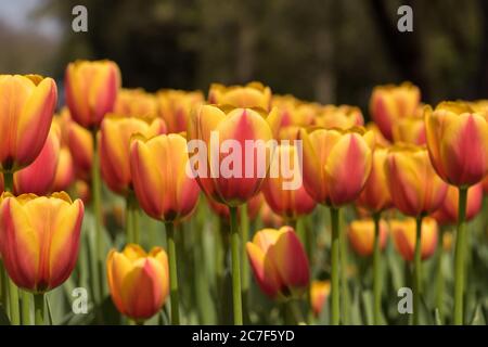 Horizontale Nahaufnahme von wunderschönen rosa und gelben Tulpen - Schönheit in der Natur verbreiten Stockfoto