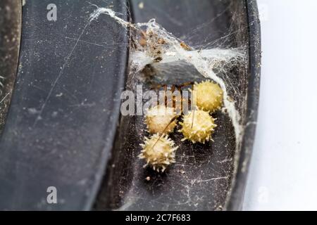 Nahaufnahme braune Witwenspinne (Latrodectus geometricus) und Nest in der Natur Stockfoto