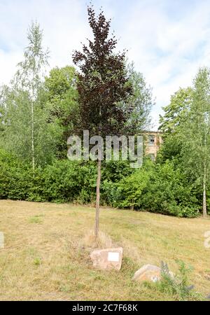 Leisnig, Deutschland. Juni 2020. Eine Kupferbuche steht zu Ehren Friedrich Olbrichts in einem kleinen Park. 76 Jahre nach dem Attentat auf Adolf Hitler kämpft die Stadt Leisnig darum, den Geburtsort des führenden Komplizen zu erhalten. Das denkmalgeschützte Gebäude, in dem der spätere Wehrmachtsgeneral 1888 geboren wurde, steht seit Jahren leer und ist vom Verfall bedroht. Da das Haus jedoch in Privatbesitz ist, kann die Stadt es nicht renovieren. (To dpa 'Key Figure in the Hitler Attentat - Olbrichts Geburtsort verfällt') Credit: Jan Woitas/dpa-Zentralbild/dpa/Alamy Live News Stockfoto