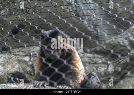 Affe hinter den Kettengliedzäunen umgeben von Felsen unter Sonnenlicht In einem Zoo Stockfoto