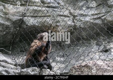 Affe hinter den Kettengliedzäunen umgeben von Felsen unter Sonnenlicht In einem Zoo Stockfoto