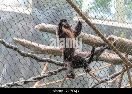 Affe auf Kettenglied Zäune umgeben von Ästen und Grün In einem Zoo Stockfoto