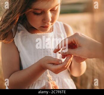 Charmantes kleines Mädchen, das einige Weizensamen von ihrer Mutter nimmt, die in einem Feld posiert Stockfoto