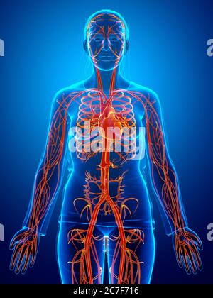 3d-Darstellung medizinisch akkurate Darstellung des Kreislaufsystems Stockfoto