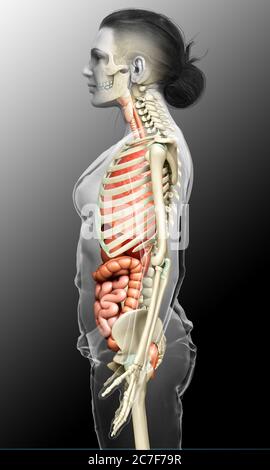3d-Darstellung medizinisch genaue Darstellung der weiblichen inneren Organe und Skelettsystem Stockfoto