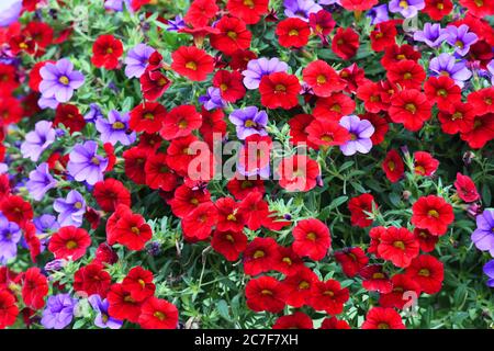 Bunte Petunia Blume blüht im Sommer Stockfoto