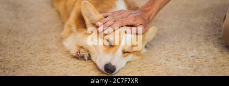 Hand streichelte einen Hund. Animal Protection Concept BANNER, LANGFORMAT Stockfoto