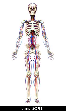 3d-Darstellung medizinisch akkurate Darstellung des Kreislauf- und Skelettsystems Stockfoto