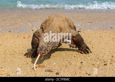 Komodo-Drache (Varanus komodoensis) läuft aus dem Wasser, Rinca Island, Indonesien Stockfoto