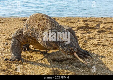 Komodo-Drache (Varanus komodoensis) läuft auf Sand, Rinca Island, Indonesien Stockfoto