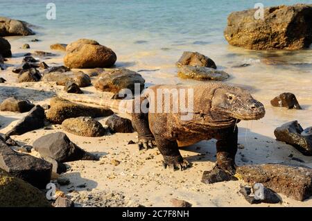 Komodo-Drache (Varanus komodoensis) läuft aus dem Wasser, Rinca Island, Indonesien Stockfoto