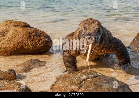 Komodo-Drache (Varanus komodoensis) läuft aus dem Wasser, Rinca Island, Indonesien Stockfoto