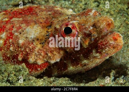 Stargazer Schlangenaal (Brachysomophis cirrocheilos) auf sandigen Boden, Porträt, , Sabang, Mindoro, Sulu Lake, Philippinen Stockfoto