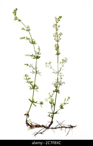 Damentroh (Galium verum) auf weißem Hintergrund, Deutschland Stockfoto