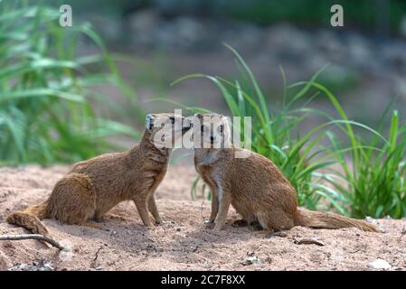 Helogale (Helogale), Tierpaar, Tiergarten Nürnberg, Mittelfranken, Bayern, Deutschland Stockfoto