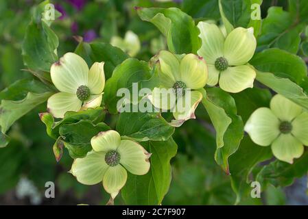 Kousa Dogwood (Cornus kousa), Blumen, Deutschland Stockfoto