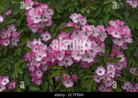 Rosa blühende Rose Ghislaine de Feligonde (Rosa Multiflora-Hybride), Deutschland Stockfoto