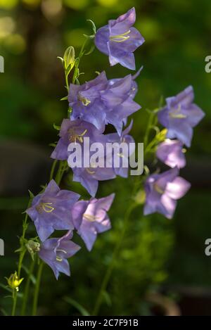 Pfirsichblättrige Glockenblume (Campanula persicifolia), Deutschland Stockfoto