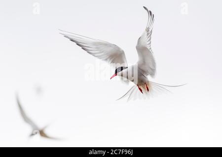 Arktischseeschwalbe (Sterna paradiesaea) im Flug, Eidersperrwerk, Tönning, Schleswig-Holstein, Deutschland Stockfoto