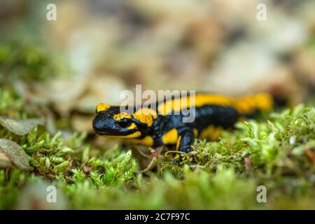 Feuersalamander (Salamandra salamandra) auf Moos, Hessen, Deutschland Stockfoto