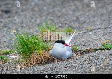 Arktische Seeschwalbe (Sterna paradiesaea), die auf Teeroberfläche brütet, Eidersperrwerk, Tönning, Schleswig-Holstein, Deutschland Stockfoto