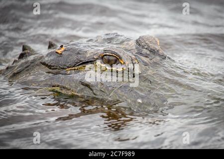 Amerikanischer Alligator (Alligator mississippiensis) sieht aus Wasser, Tierporträt, Myakka River State Park, in der Nähe von Sarasota, Florida, USA Stockfoto