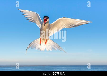 Arctic seeschwalbe (Sterna paradiesaea) auf Annäherung, Eidersperrwerk, Tönning, Schleswig-Holstein, Deutschland Stockfoto