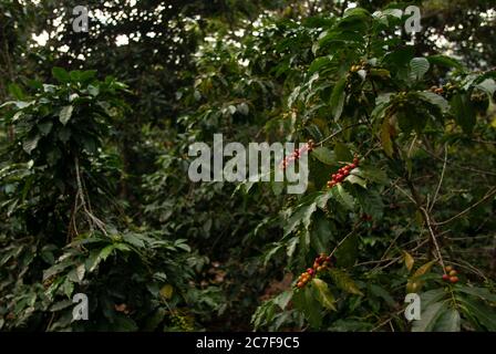 Feld mit Kaffeebohnen auf den Ästen unter Sonnenlicht Mit einem verschwommenen Hintergrund in Guatemala Stockfoto