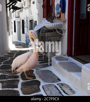 Pelican Petros, großer weißer Pelican (Pelecanus onocrotalus) in einer Gasse, Mykonos-Stadt, Mykonos, Kykladen, Ägäis, Griechenland Stockfoto