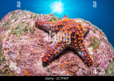 Panamic Kissen Seastar (Pentaceraster cumingi), Nationalpark des Espiritu Santo Archipels, Meer von Cortez, Baja California, Mexiko Stockfoto