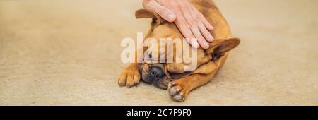 Hand streichelte einen Hund. Animal Protection Concept BANNER, LANGFORMAT Stockfoto