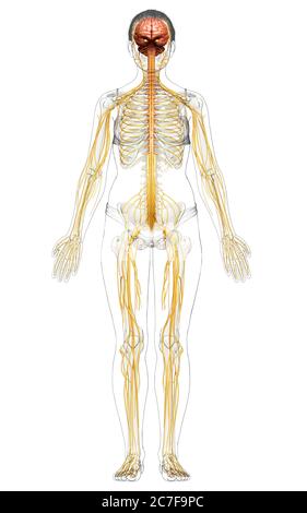 3d-Darstellung medizinisch akkurate Darstellung eines weiblichen Nervensystems Stockfoto