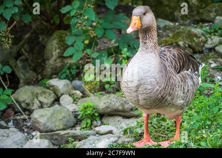 Die wilde Graugans läuft am grünen Ufer des Teiches entlang. Die Graugans Anser anser ist eine Art von Großgans aus der Wasservogelfamilie Anat Stockfoto