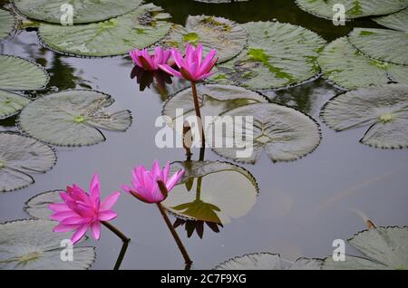 Schöne Landschaft von rosa heiligen Lotusblumen spiegeln sich in den See in Hanoi, Vietnam Stockfoto