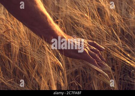 Nahaufnahme männlichen Arm der Agronom geht durch das Getreidefeld und berührt mit Hand goldenen Ähren der Ernte. Der alte Bauer zieht über den reifen Weizen, der auf der Wiese wächst. Agrarkonzept. Hochwertige Fotos Stockfoto