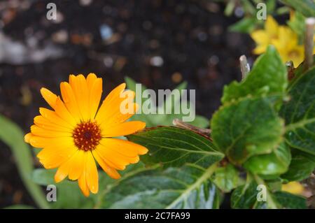 Nahaufnahme der englischen Ringelblume (Calendula officinalis) mit Wassertropfen auf Blütenblättern (Calendula) Stockfoto