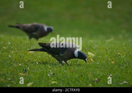 Zwei Holztauben, die sich vom Gras im örtlichen Park ernähren Stockfoto