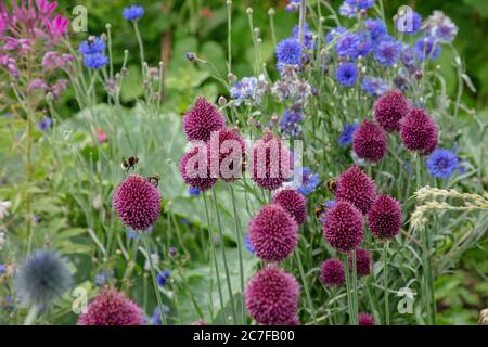 Die kastanienroten Blütenknüppel oder Allium sphaerocephalon, die im Juli mit anderen sommerblühenden Pflanzen im Garten gesehen werden. Stockfoto