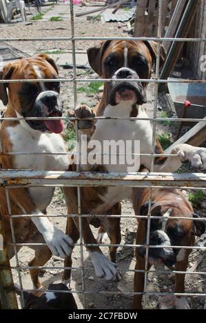Drei aufgeregt Boxerhunde hinter einem Drahtzaun im Hinterhof Stockfoto