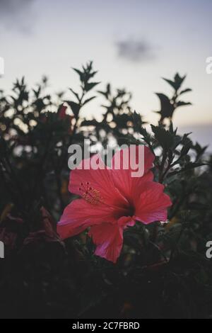 Vertikale Aufnahme der schönen Hibiscus rosa-Sinensis blühenden Pflanze während des Sonnenuntergangs Stockfoto