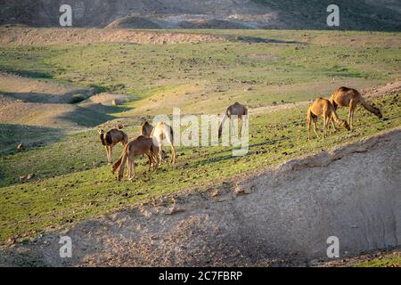Eine Herde Dromedary oder arabische Kamele (Camelus dromedarius), die in der Wüste wandern. Fotografiert in der Negev-Wüste, Israel Stockfoto