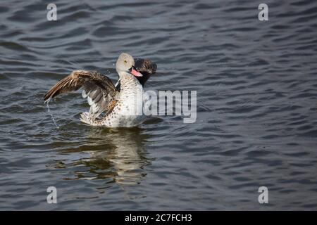 Kap teal (Anas capensis) steht in der Nähe von Wasser. Teals sind Dabbling Enten, die Wasser durch ihre Rechnungen filtern, um auf Pflanzen und Tierstoffe zu ernähren. Phot Stockfoto