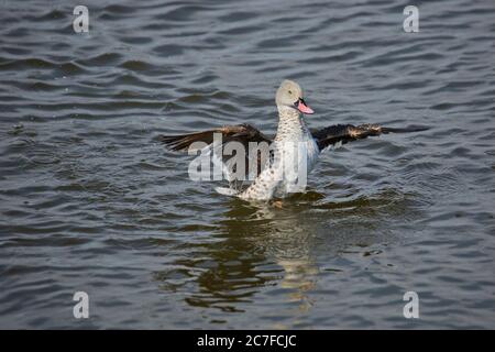 Kap teal (Anas capensis) steht in der Nähe von Wasser. Teals sind Dabbling Enten, die Wasser durch ihre Rechnungen filtern, um auf Pflanzen und Tierstoffe zu ernähren. Phot Stockfoto