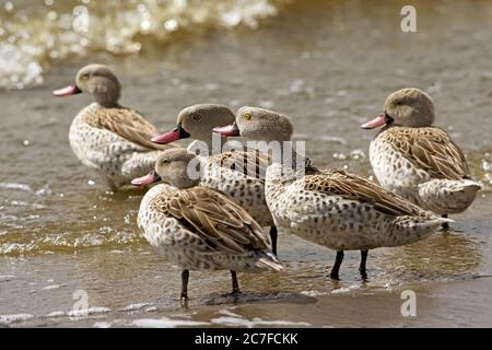 Kap teal (Anas capensis) steht in der Nähe von Wasser. Teals sind Dabbling Enten, die Wasser durch ihre Rechnungen filtern, um auf Pflanzen und Tierstoffe zu ernähren. Phot Stockfoto